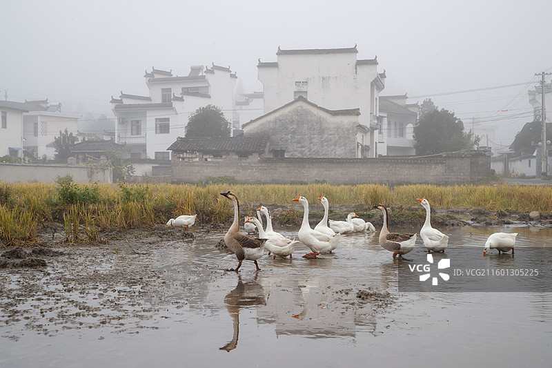 安徽县碧山村通过世界银行贷款完善基础设施，建成碧山书局、工销社等文化业态，流转农田2000余亩发图片素材
