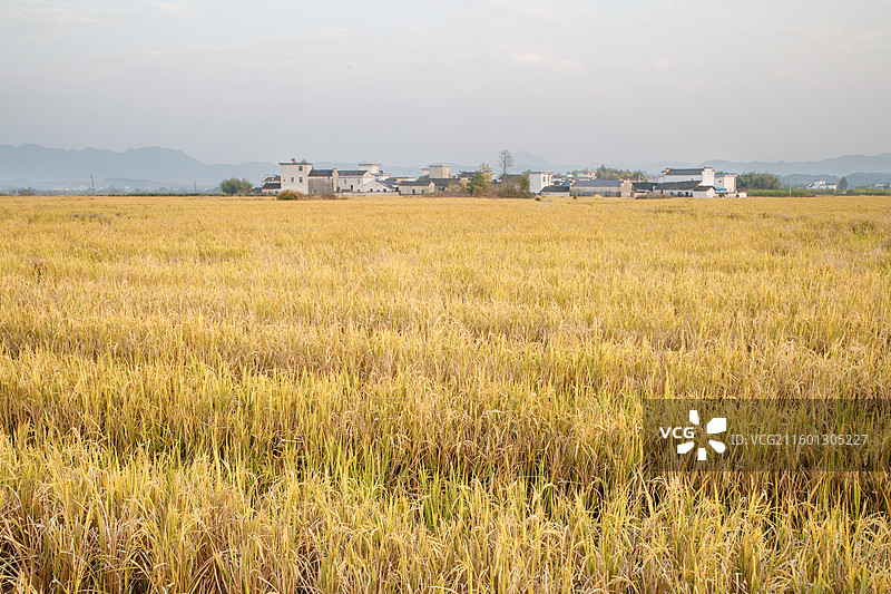 安徽县碧山村通过世界银行贷款完善基础设施，建成碧山书局、工销社等文化业态，流转农田2000余亩发图片素材
