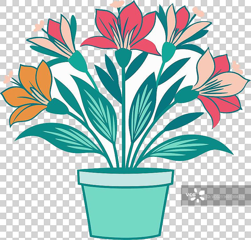 带花盆的阿尔斯特罗美利亚花，白色背景图片素材