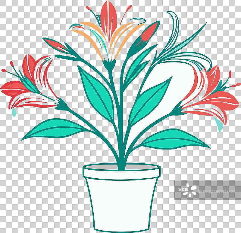 带盆的六出花，白色背景图片素材