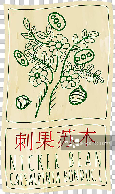 手绘的豆荚图片素材