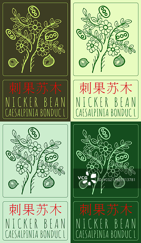 各种描绘的豆荚的图集图片素材