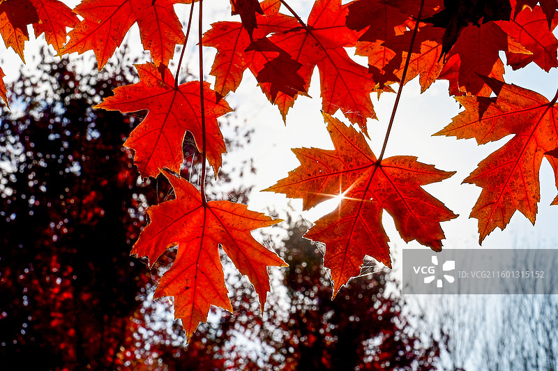 沈阳 蒲河景观路  红枫叶图片素材