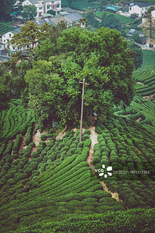 杭州西湖龙井村十里锒铛茶田小径图片素材