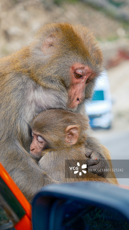 西藏达谷峡谷亲猴台图片素材