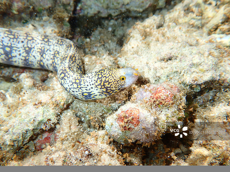自然界中的云纹蛇鳗幼体图片素材