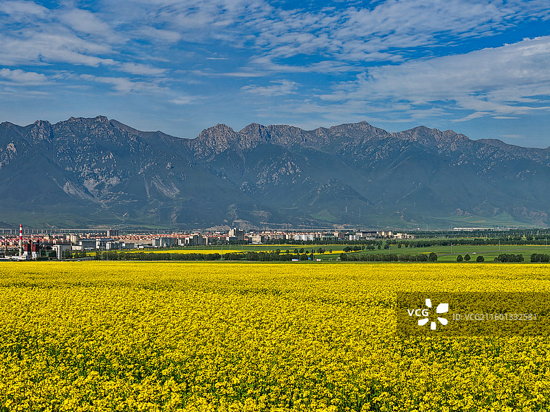 油菜花图片素材