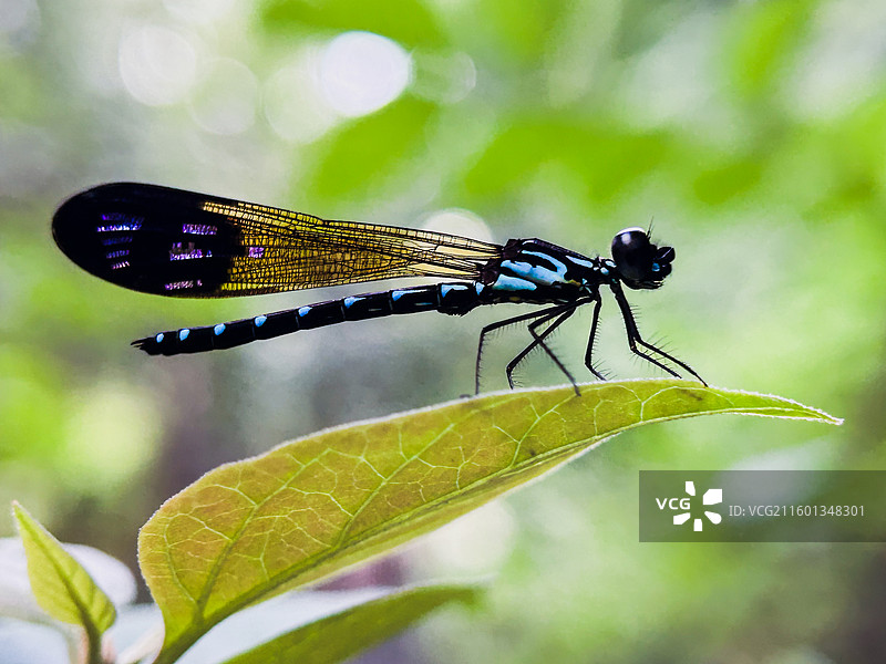 《溪畔蓝精灵》图片素材