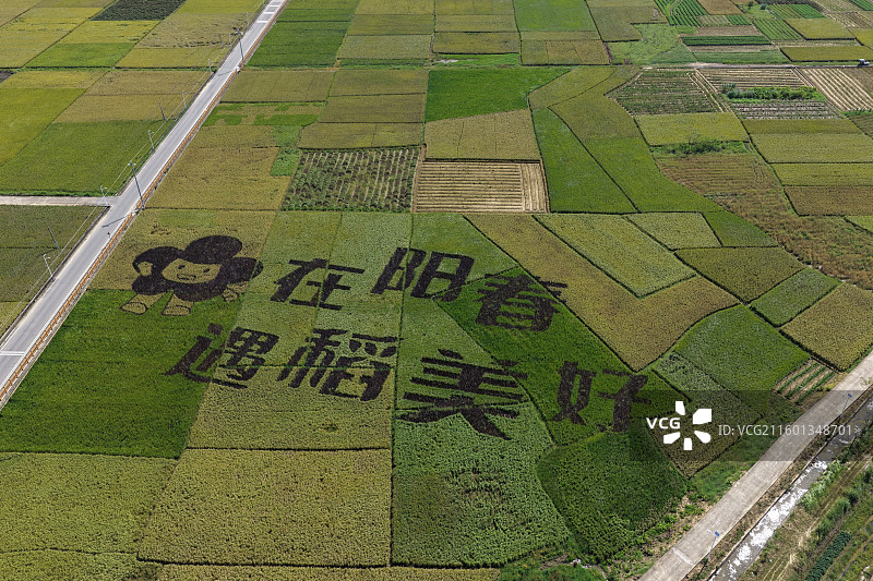 航拍广东省阳江阳春市马兰村稻田图片素材