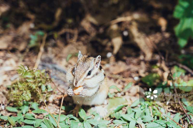 汤旺河林海奇石风景区图片素材