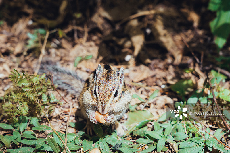 汤旺河林海奇石风景区图片素材
