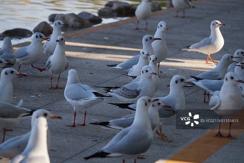 红嘴鸥-银川海宝公园最后一波红嘴鸥了图片素材