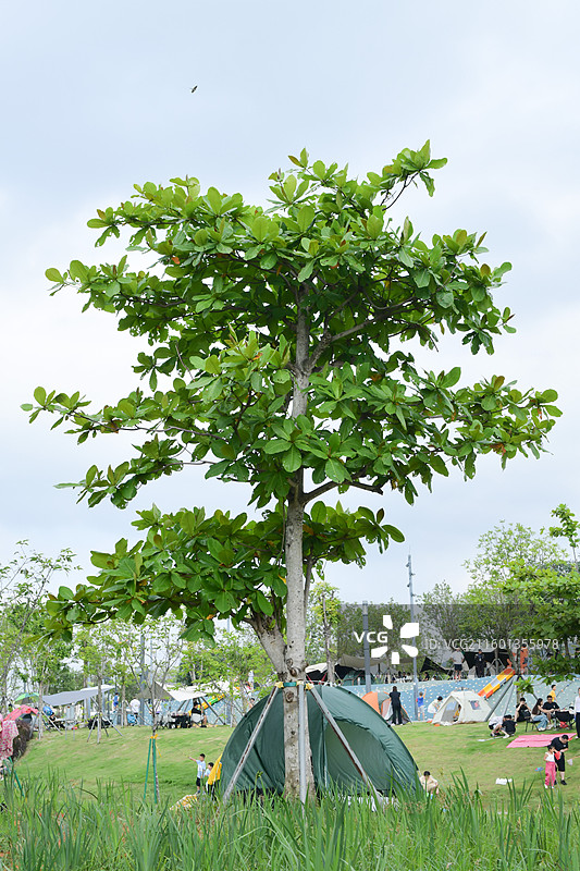 南方景观绿化植物-Terminalia catappa 榄仁图片素材