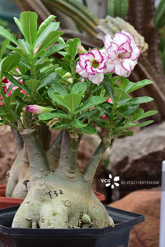 南方园艺景观绿化植物-Adenium obesum沙漠玫瑰的各个品种图片素材