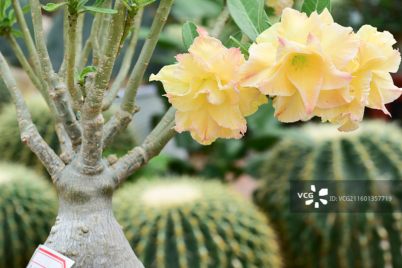 南方园艺景观绿化植物-Adenium obesum沙漠玫瑰的各个品种图片素材