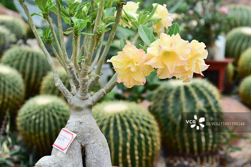 南方园艺景观绿化植物-Adenium obesum沙漠玫瑰的各个品种图片素材