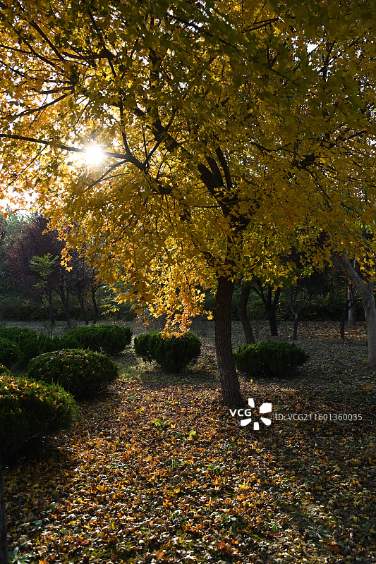 青岛莱西市休体公园里的枫树图片素材