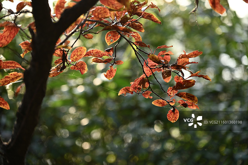 青岛莱西市休体公园里秋天的红叶图片素材