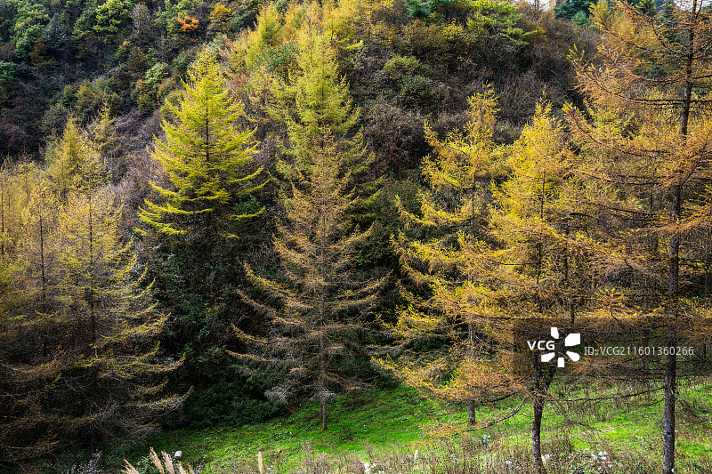 湖北恩施大山顶抛儿山及周边秋色图片素材