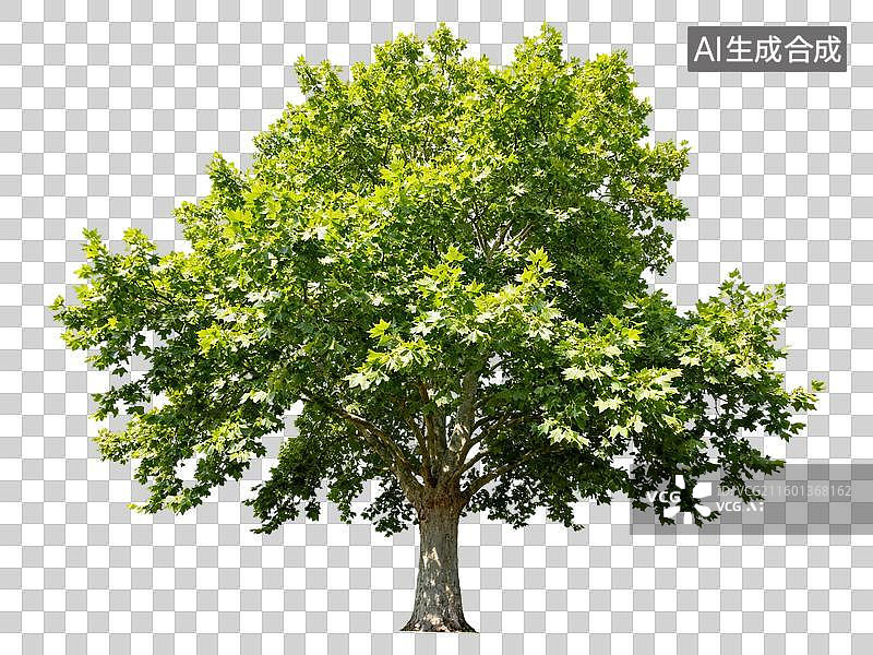 【AI数字艺术】一棵枝叶繁茂的绿色大树图片素材