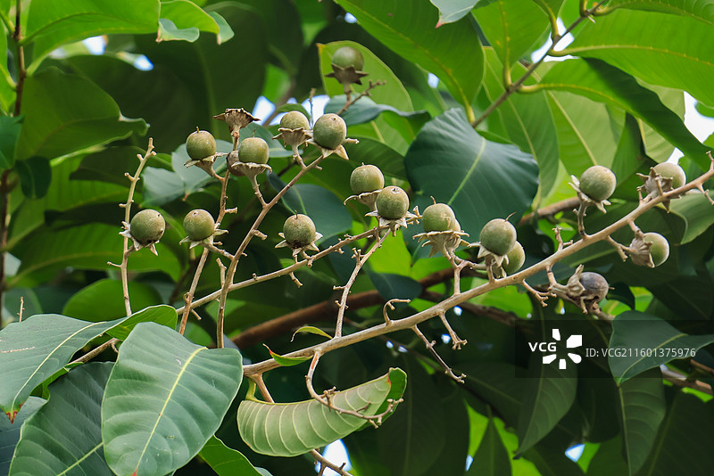 紫薇花花朵花蕊果实，桃金娘目，植物，开花，特写图片素材