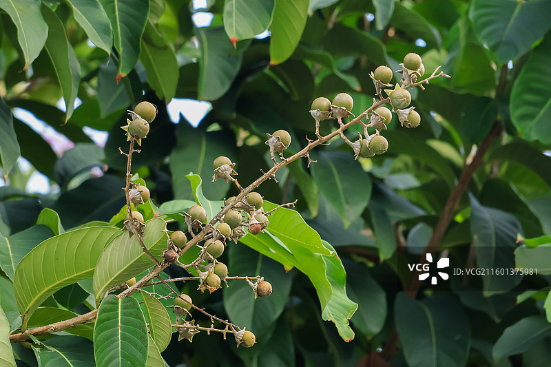 紫薇花花朵花蕊果实，桃金娘目，植物，开花，特写图片素材