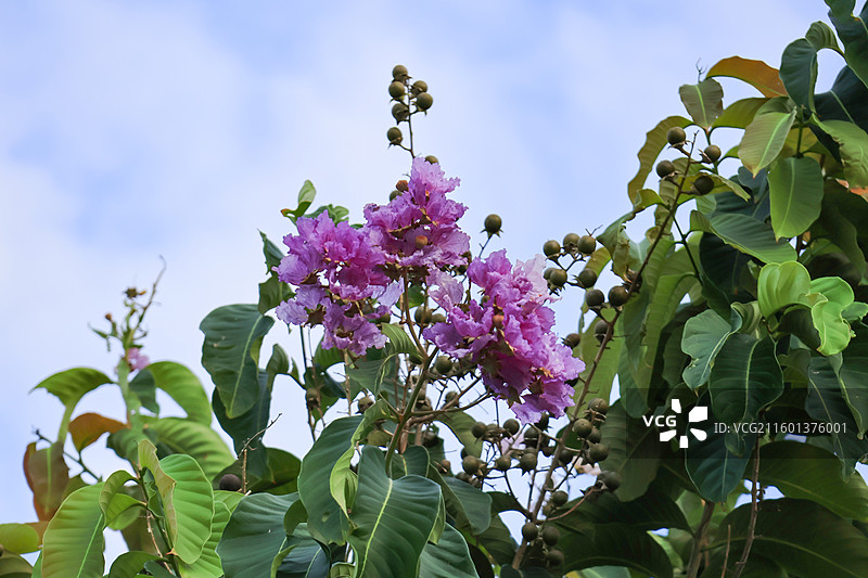 紫薇花花朵花蕊果实，桃金娘目，植物，开花，特写图片素材