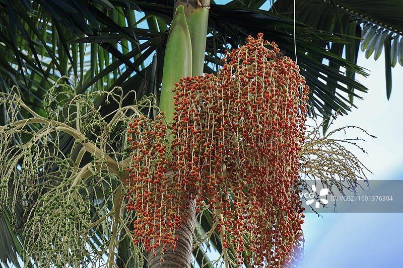 假槟榔的红色果实，绿植，大树，结果图片素材