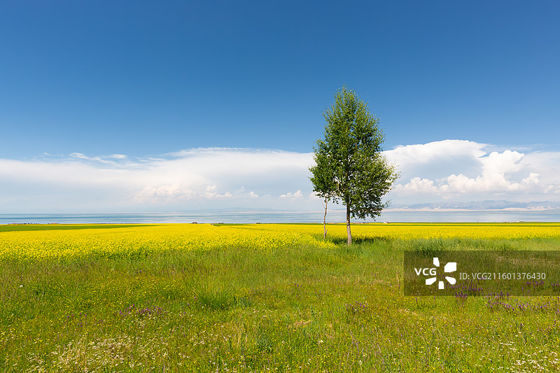 孤独的树图片素材