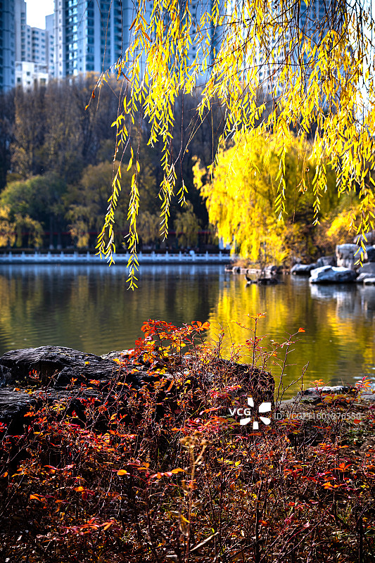 西宁人民公园秋图片素材