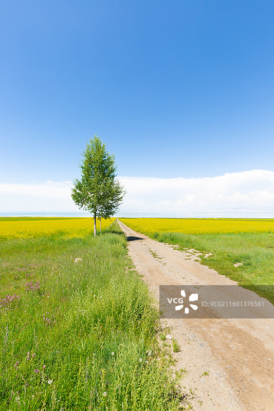 孤独的树图片素材