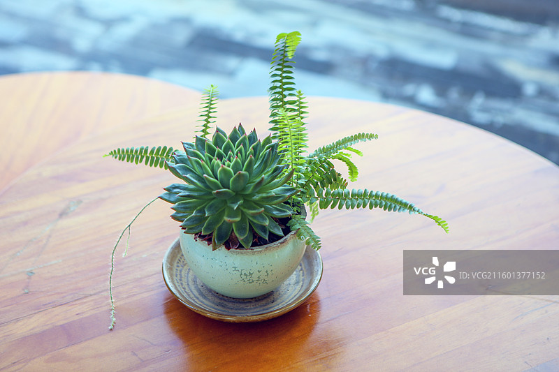 观音莲多肉图片素材