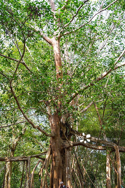 西双版纳中科院热带植物园高山榕图片素材