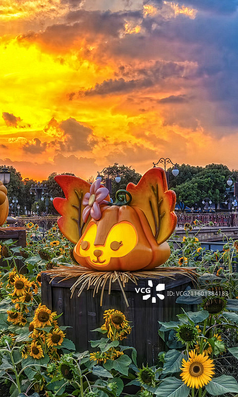 黄昏魔法：迪士尼乐园向日葵环绕的温馨万圣节南瓜灯图片素材
