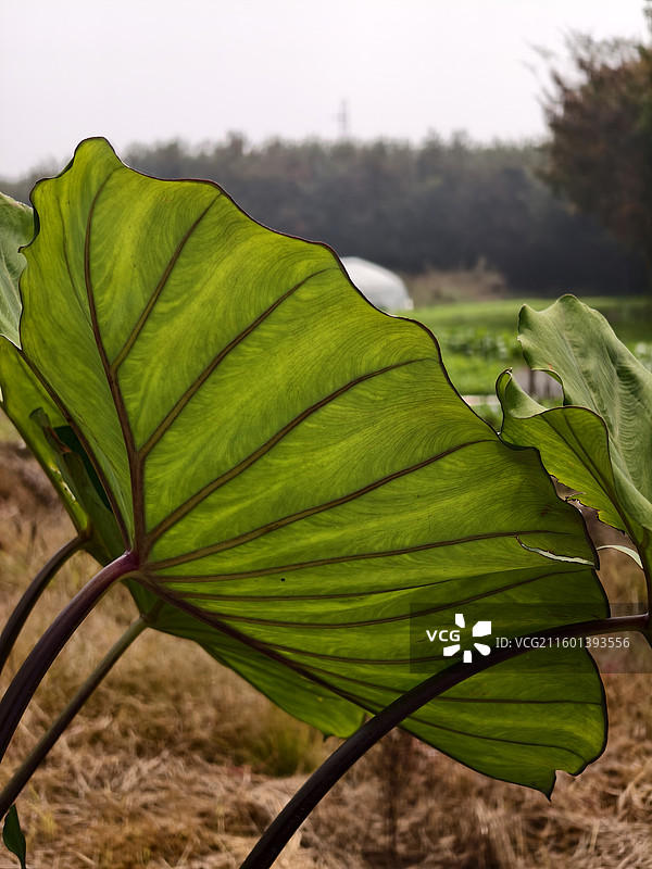 乡村田野里的芋头叶图片素材