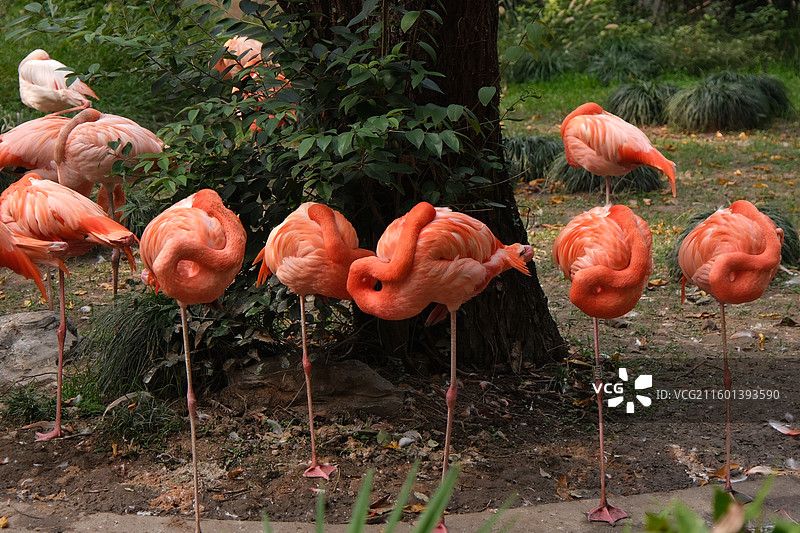 在睡觉的火烈鸟图片素材