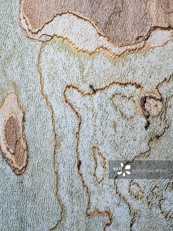 树皮上的蚂蚁和微观纹理图片素材