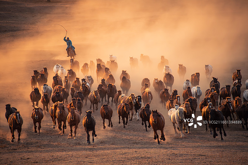 内蒙乌兰布统草原秋日夕阳下万马奔腾图片素材