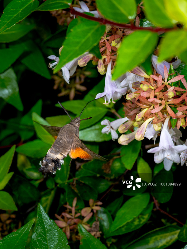蜂鸟鹰蛾采食花蜜特写图片素材