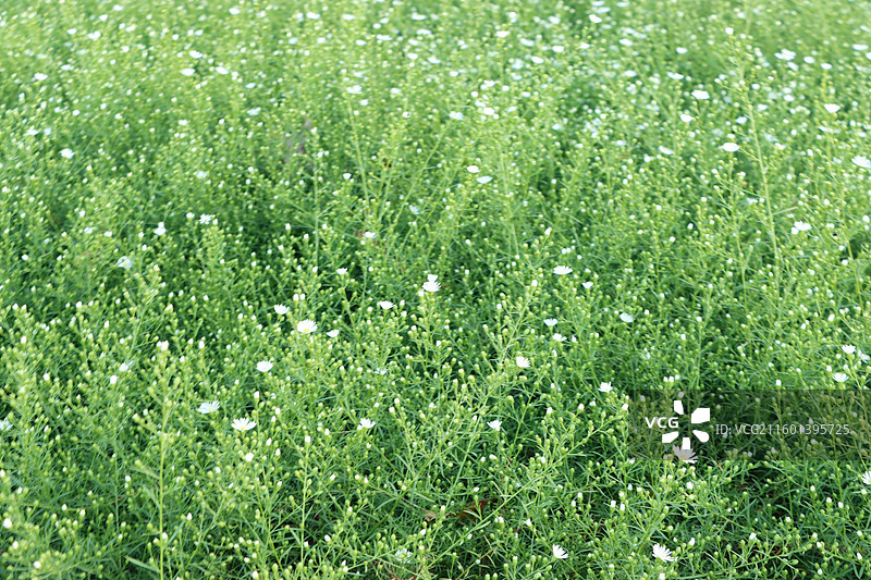 盛开的一大片全叶马兰图片素材