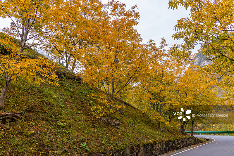 荆州核桃叶正黄图片素材