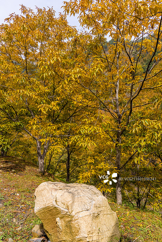 荆州核桃叶正黄图片素材
