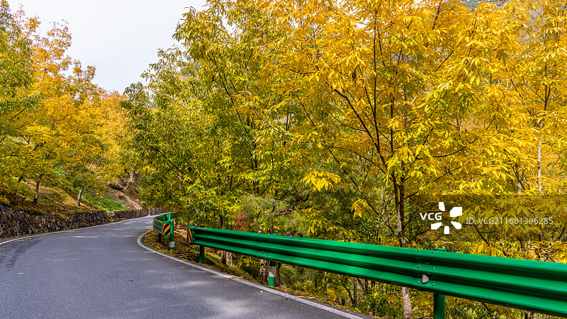 荆州核桃叶正黄图片素材