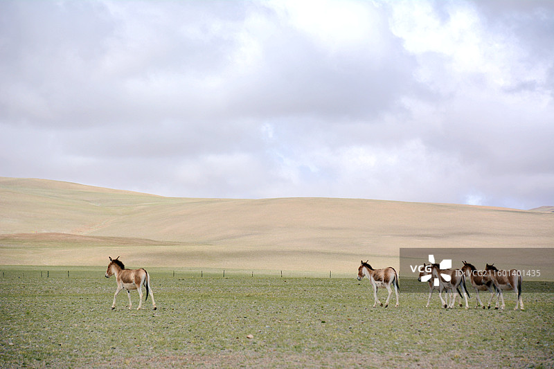 夏日西藏阿里羌塘革吉县沿途山峦湿地公路运输草原野驴图片素材
