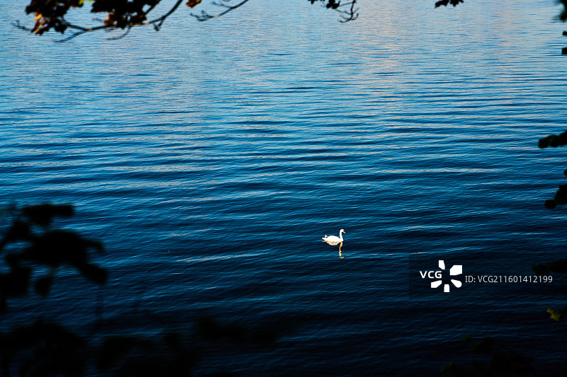 湖畔的孤雁图片素材