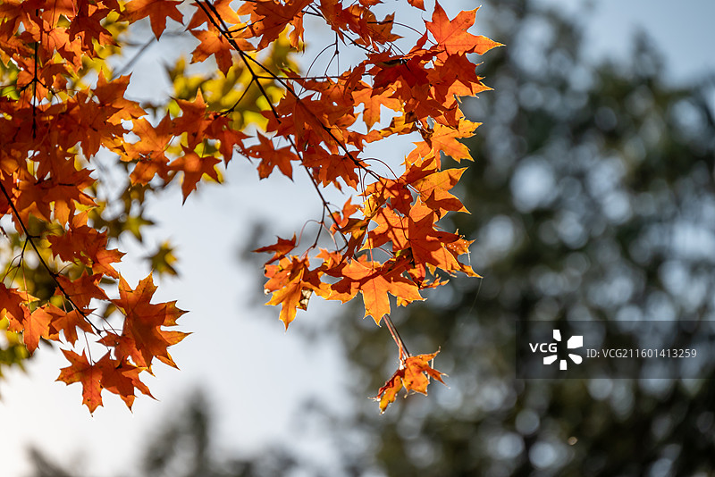 北宫森林公园枫叶醉 深秋枝桠染画韵图片素材