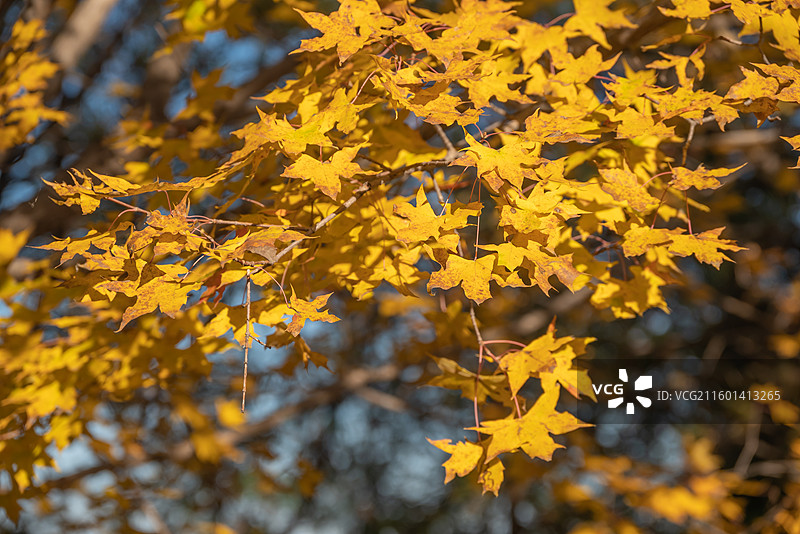 北宫森林公园枫叶醉 深秋枝桠染画韵图片素材