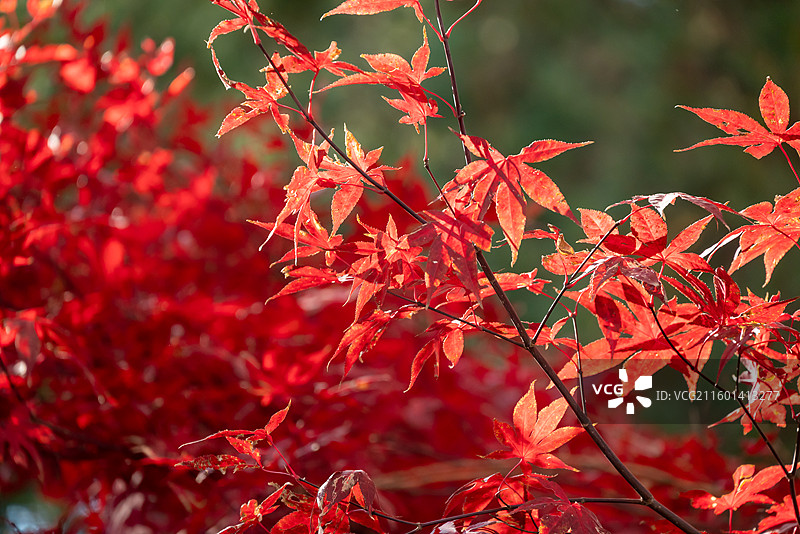 北宫森林公园枫叶醉 深秋枝桠染画韵图片素材