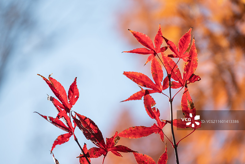 北宫森林公园枫叶醉 深秋枝桠染画韵图片素材