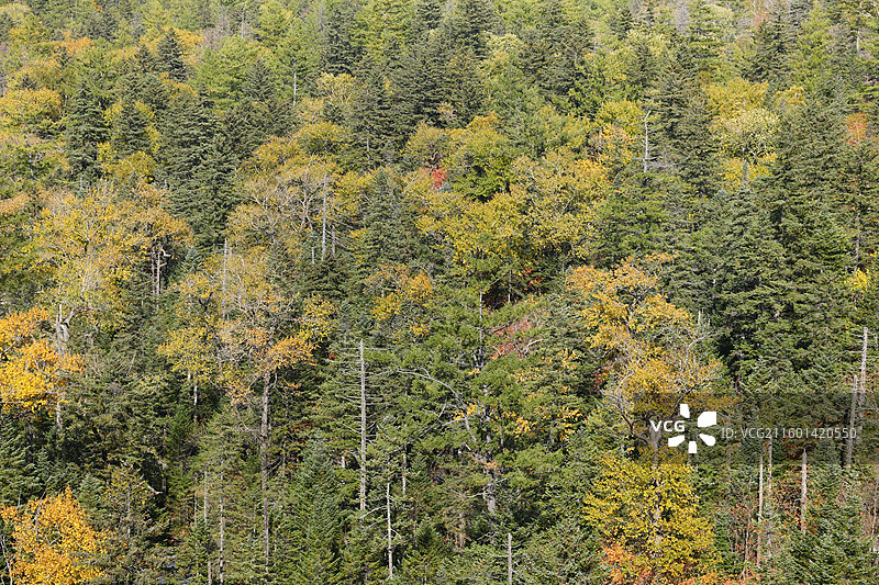 吉林延边安图县长白山景区谷底森林秋季风光图片素材